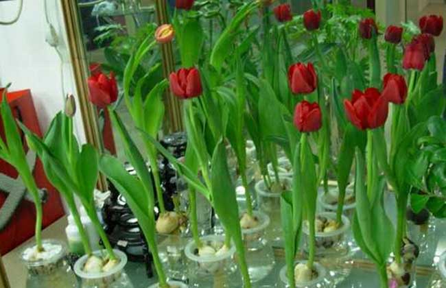 防治褐斑病用什么药？