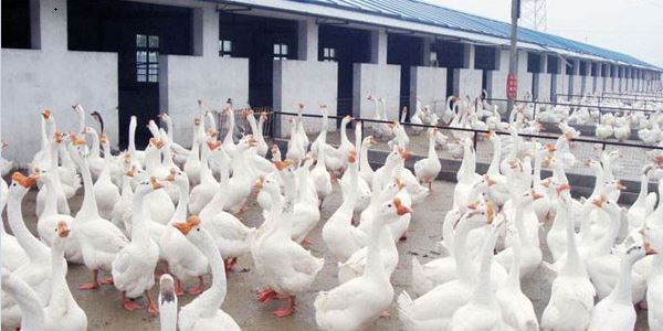 养殖项目有哪些最赚钱？这三个适合农村创业！