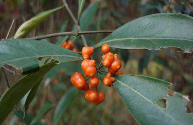 福建种植什么药材最赚钱