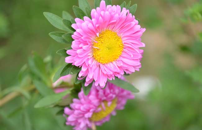 防治褐斑病用什么药？