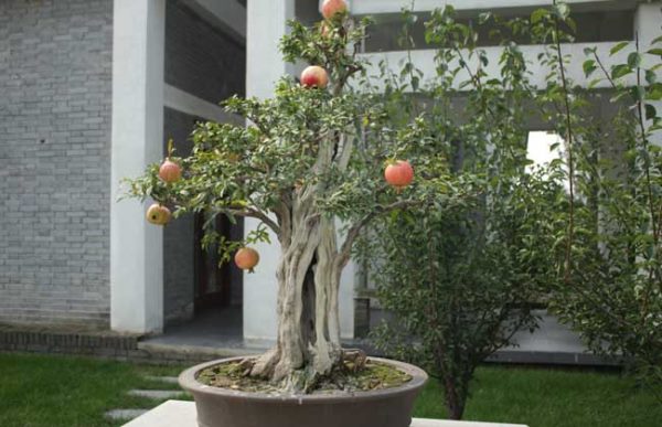 石榴盆景栽培技术