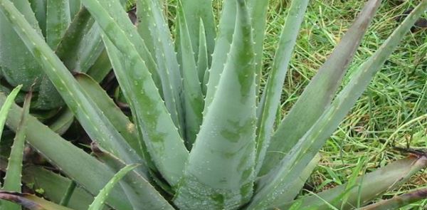 比较赚钱的特种蔬菜