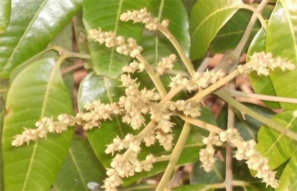 荔枝保花保果技术