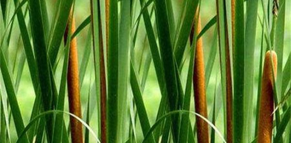 比较赚钱的特种蔬菜