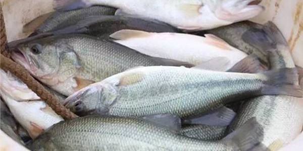 养殖项目有哪些最赚钱？这三个适合农村创业！