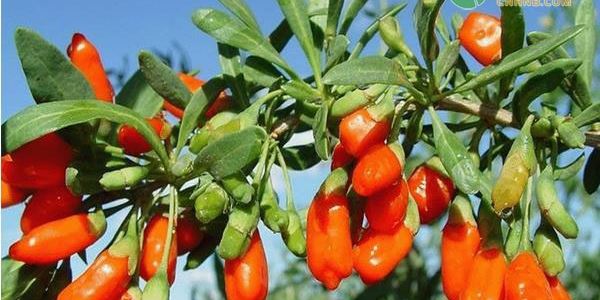 农村山上种植什么药材最赚钱?