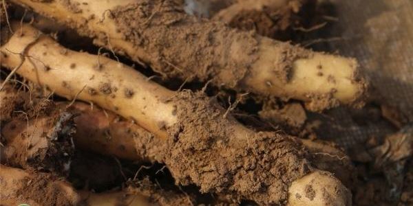 今年种植什么农作物最赚钱?