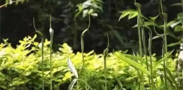 半夏种植效益分析