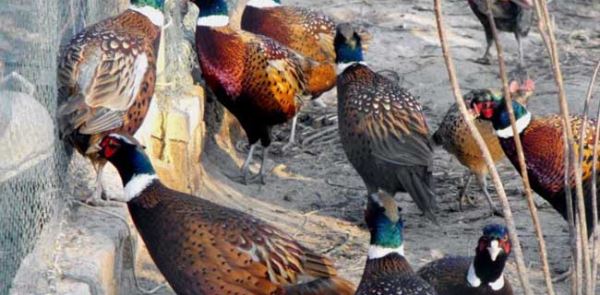 今年养殖什么最赚钱？