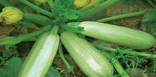 2018种什么蔬菜赚钱