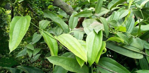 土茯苓种植效益分析
