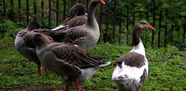 今年养殖什么最赚钱？