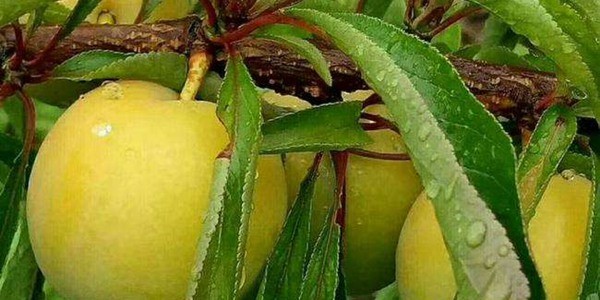 蜂糖李价格多少钱一斤?蜂糖李种植前景如何?