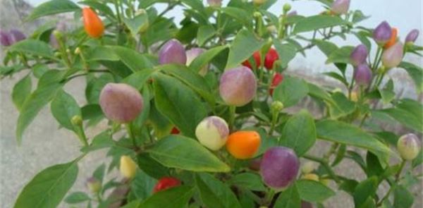 比较赚钱的特种蔬菜