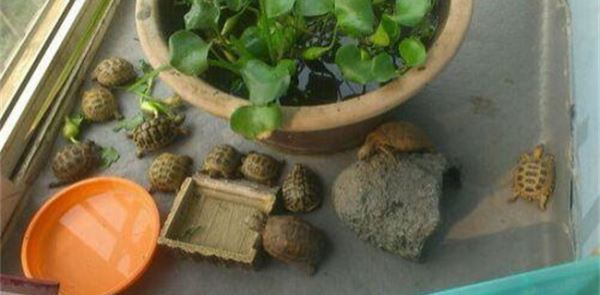 2018养殖乌龟赚钱吗