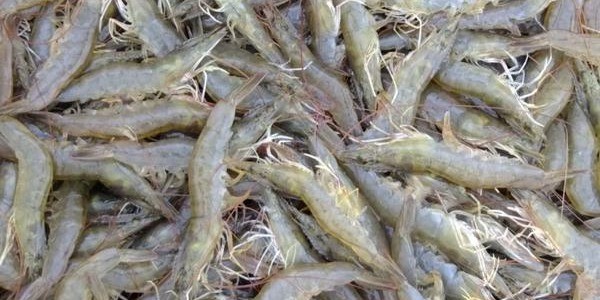 大棚养虾的利润与成本分析