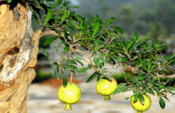 石榴盆景栽培技术