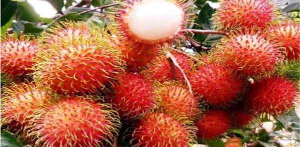 红毛丹种植效益分析