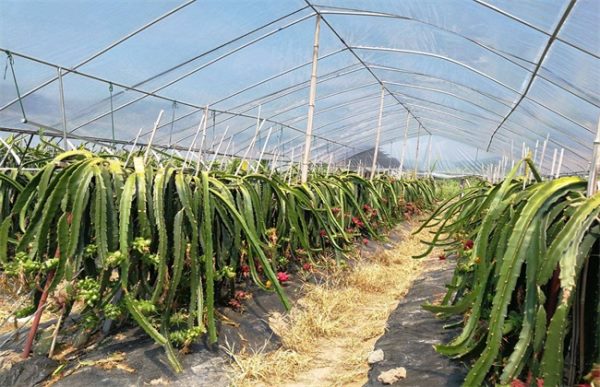 如何种植火龙果