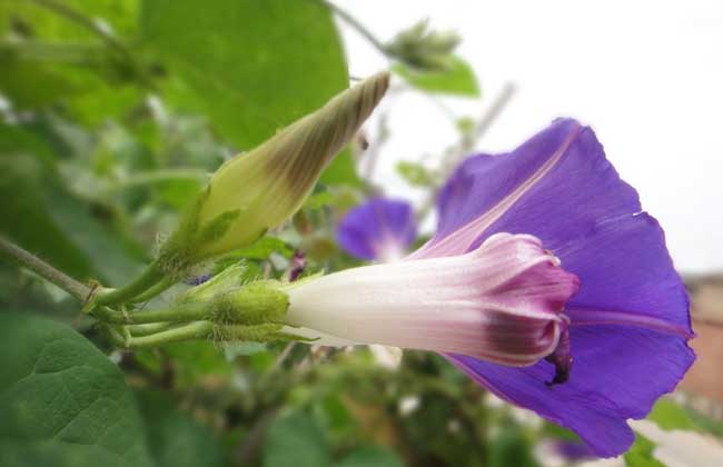 防治褐斑病用什么药？