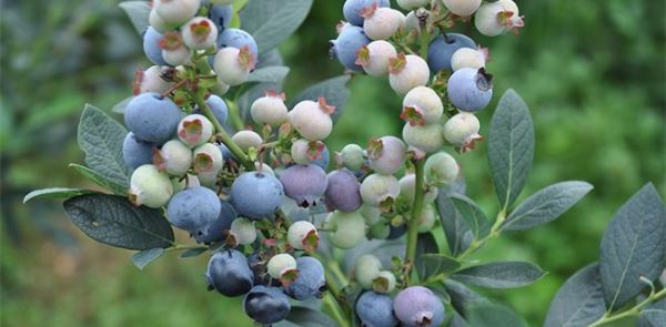 农村种植什么好赚钱