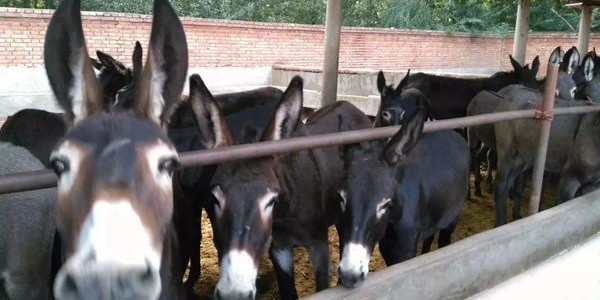 养羊养牛养驴哪个好养？各有不同看法！