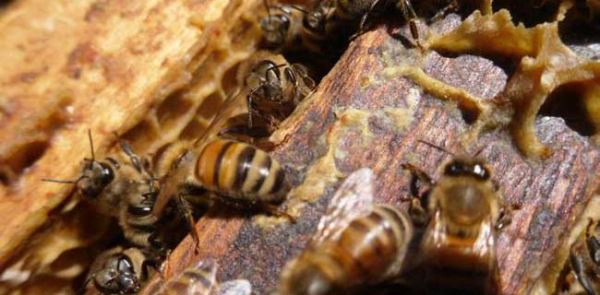 今年养殖什么最赚钱？