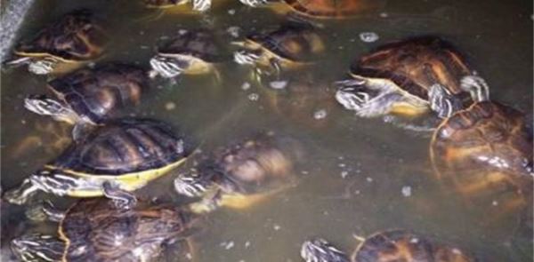 2018养殖乌龟赚钱吗