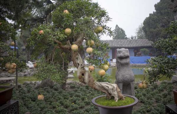 石榴盆景栽培技术