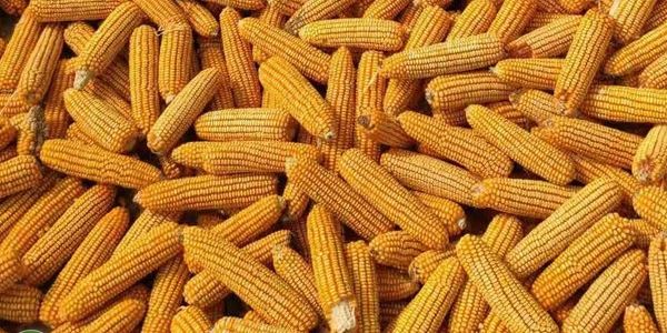 《新疆兵团玉米种子生产基地管理办法》