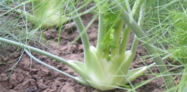 比较赚钱的特种蔬菜