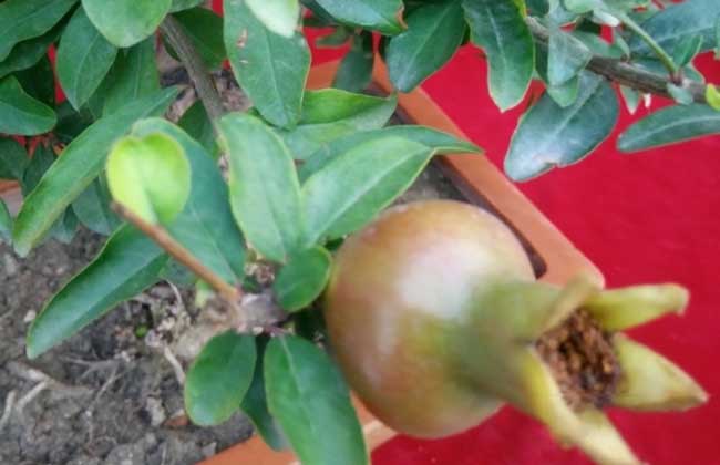 石榴盆景栽培技术