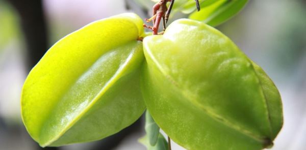 杨桃种植赚钱吗
