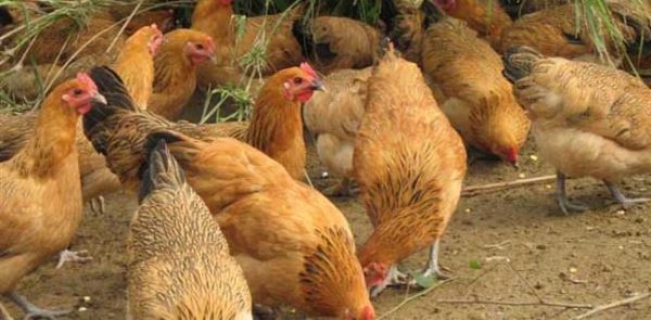 今年养殖什么最赚钱？