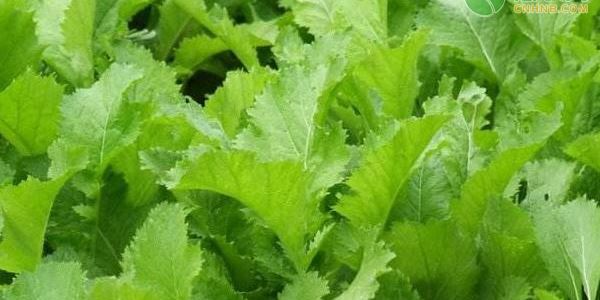 今年种植什么农作物最赚钱?