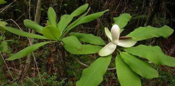 福建种植什么药材最赚钱