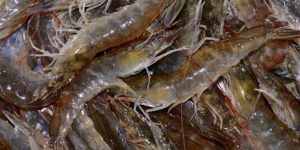 大棚养虾的利润与成本分析