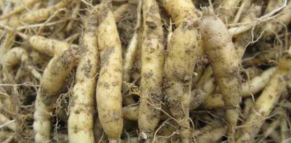 福建种植什么药材最赚钱