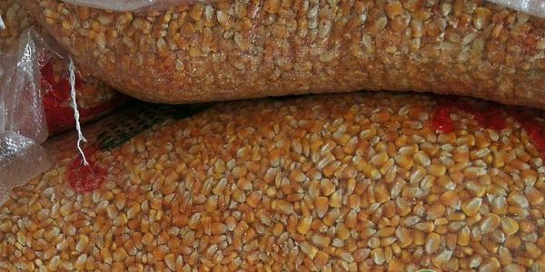 《新疆兵团玉米种子生产基地管理办法》