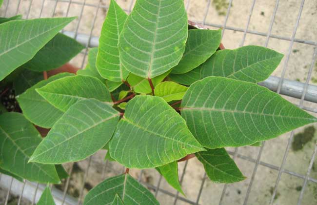 防治褐斑病用什么药？