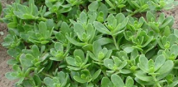 2018种什么蔬菜赚钱