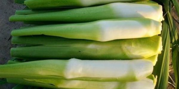 茭白种植一亩费用多少？效益如何？