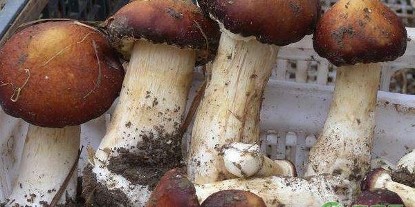 贵州省今年非主要农作物和食用菌品种认定的通知