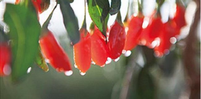 2018种植什么药材最赚钱
