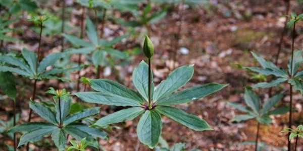 七叶一枝花种子多少钱一斤?七叶一枝花种植利润分析