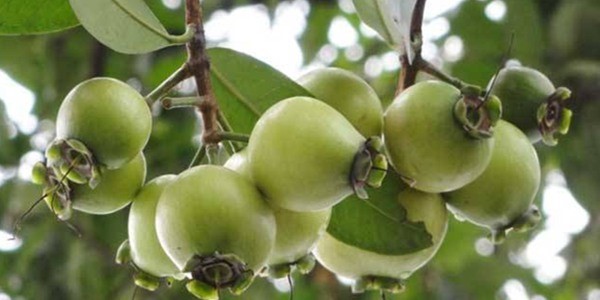 蒲桃市场价格多少钱一斤？蒲桃种植前景分析