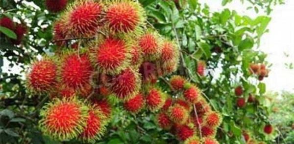 红毛丹种植效益分析