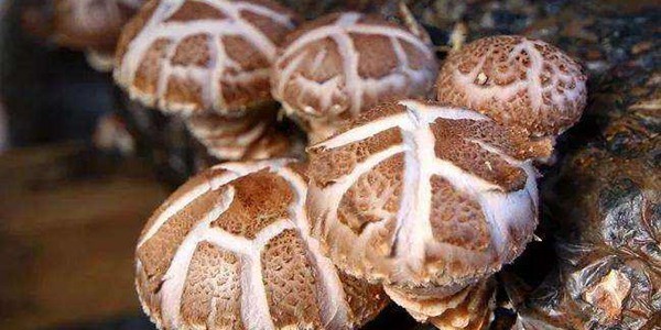 农村种植什么不愁销路?这几种产量高效益好!