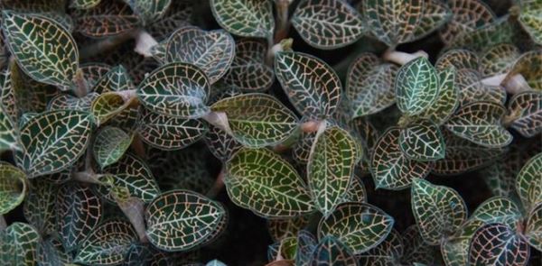 农村种植什么好赚钱