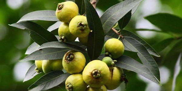 蒲桃市场价格多少钱一斤？蒲桃种植前景分析